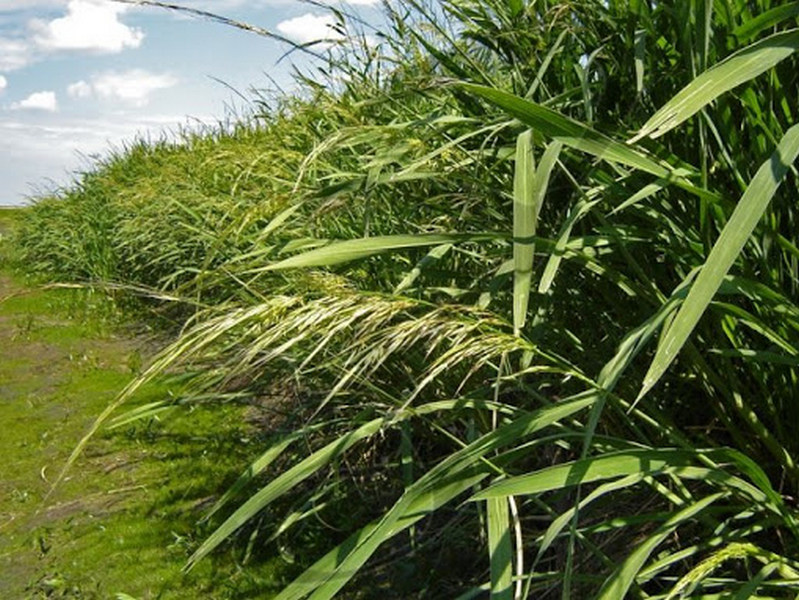 Где растет дикий рис. Цицания широколистная (Zizania latifolia). Цицания Болотная. Цицания водная дикий рис. Дикий Техасский рис.