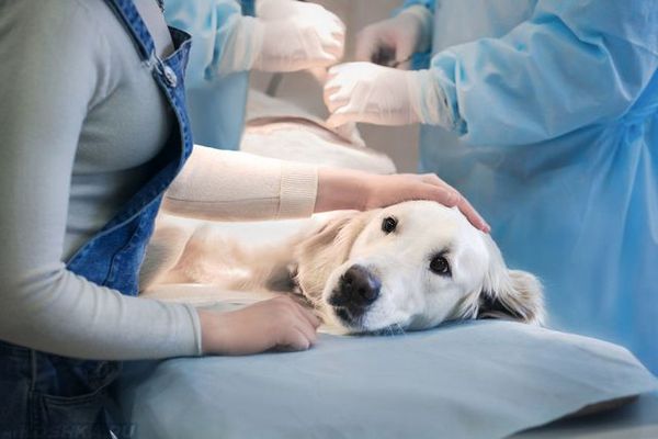Типы операций у домашних животных: как подготовить питомца?
