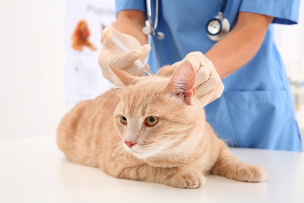 Ветеринар додому: переваги та особливості надання послуги